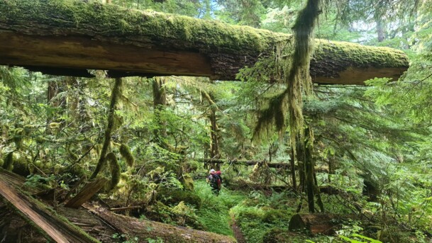 Rainforest Olympic�