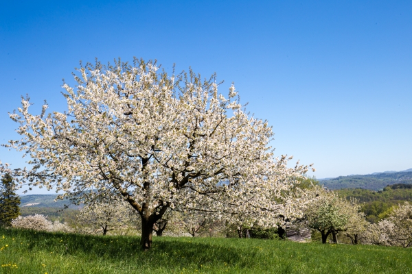 Durchs Kirschblütenland von Gempen nach Liestal