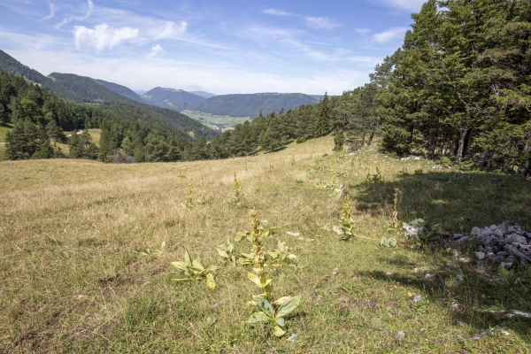 Sentiers isolés au Bättlerchuchi