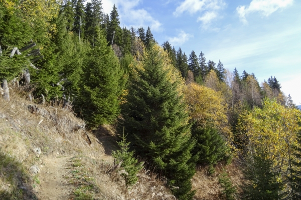 Windwurfflächen in der Surselva