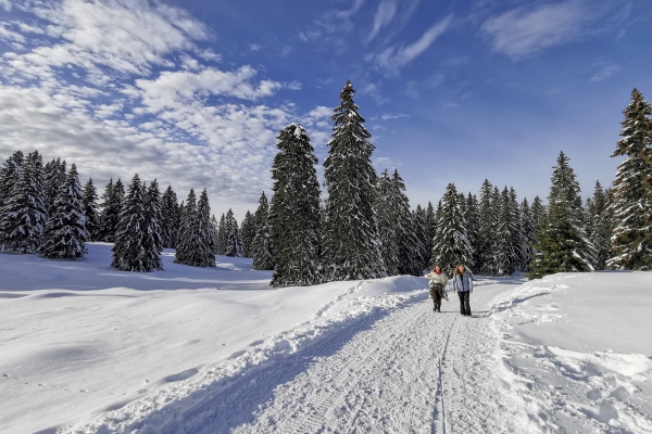 Blancs pâturages dans le Jura vaudois