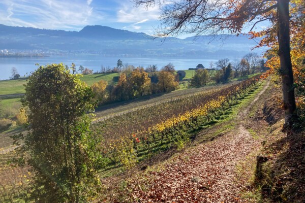 Vom idyllischen Toteissee zum Zürichsee