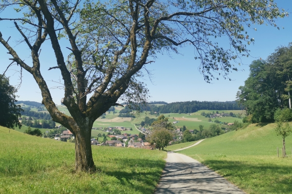 Sur les hauteurs de l’Haute-Argovie