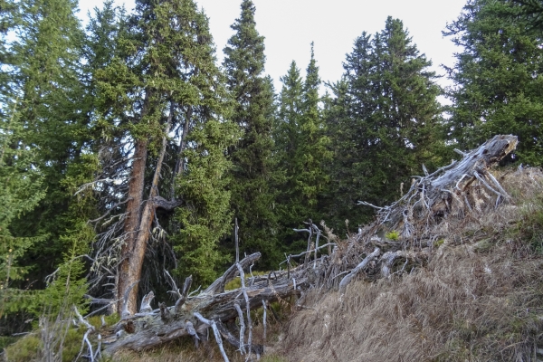 Windwurfflächen in der Surselva