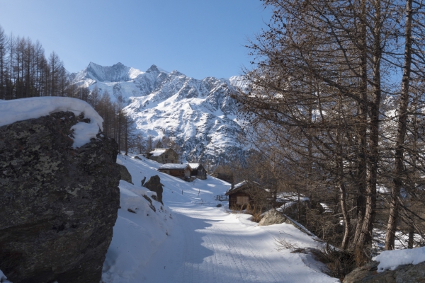 Les vieux mélèzes de la vallée de Saas