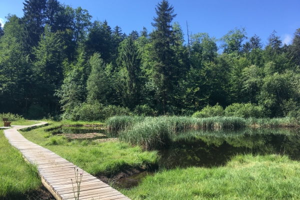 Ilot de sérénité dans le Chernwald