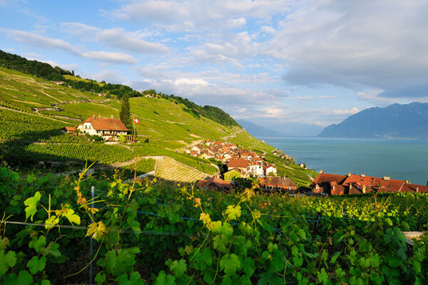 Die Terrassen des Lavaux am Genfersee