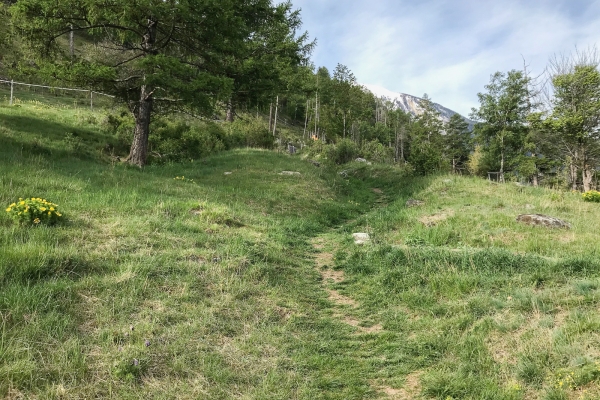 Floraison dans la vallée de Tourtemagne