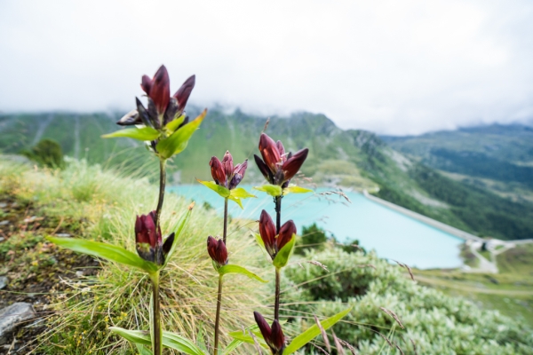 Le plus haut bisse de Nendaz