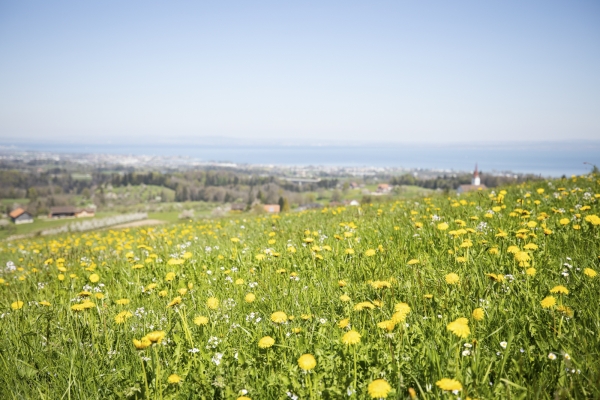 Unterwegs zwischen Bodensee und Säntis