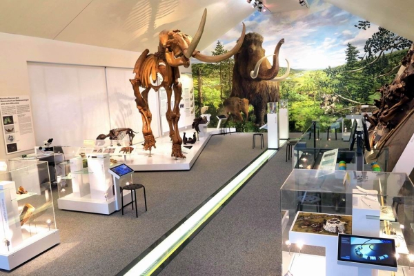 Excursion et visite du Musée du Mammouth