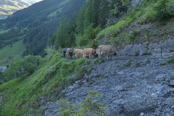 Vaches, cascades et prés