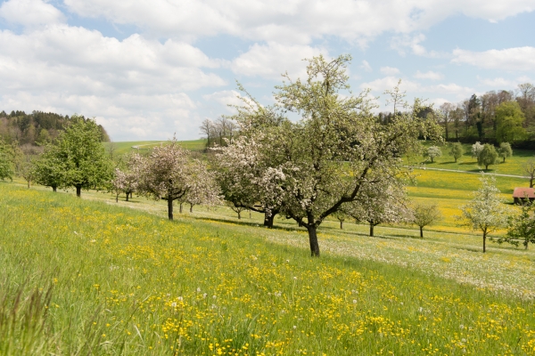 De Weinfelden à Frauenfeld