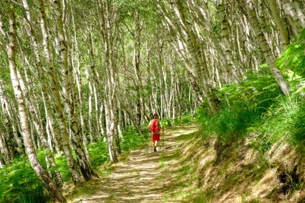 Selve castanili e una cresta nel Malcantone