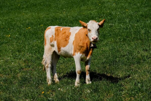 Cultura della costruzione autoctona nel Basso Simmental