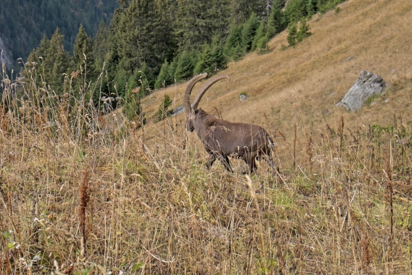 Tout en haut, à la Videmanette