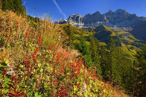 Am Fuss der Dents du Midi