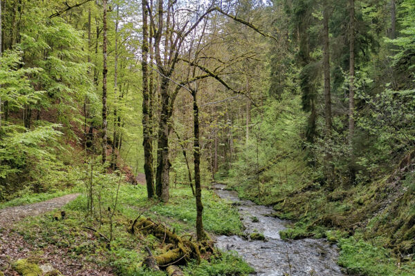 Wilde Schlucht in den Freibergen