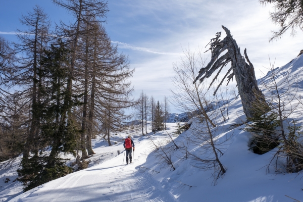 Un îlot neigeux préservé