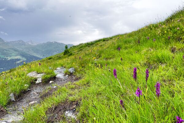 Rundwanderung aufs Rinerhorn