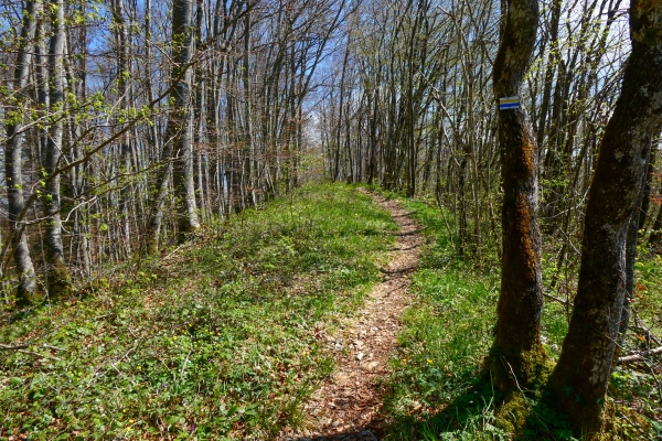 A saute-frontières entre Damvant et Réclère