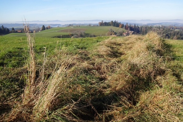 Rund um den Hegewald