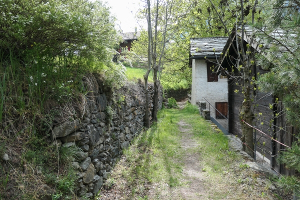 Floraison dans la vallée de Tourtemagne