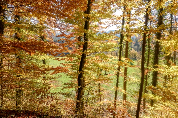 Une escapade près de la ville de Fribourg