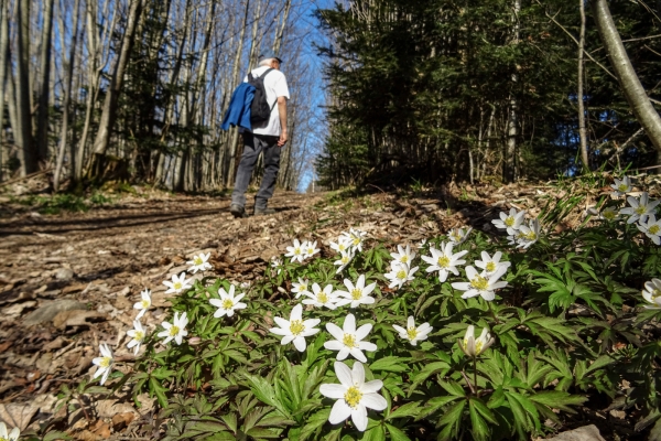 Vue dégagée sur les sommets des Préalpes