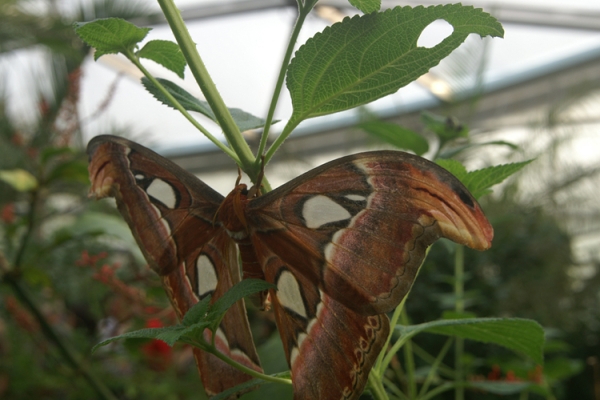 De Morat au Papiliorama