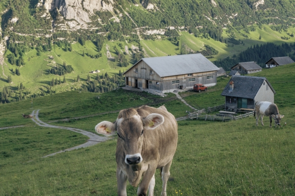 Alpstein: entre prairies et panorama