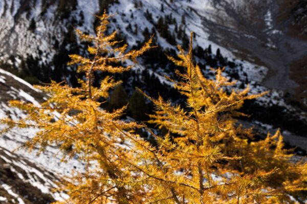 Le brame du cerf dans le Val Mingèr