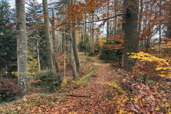 Sur la crête du Fringeliberg
