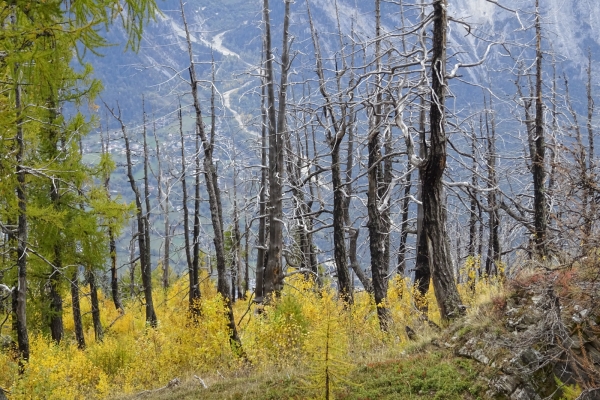 Zone d’incendie de forêt au-dessus de Loèche