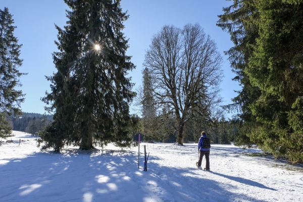 Les Franches-Montagnes en hiver 