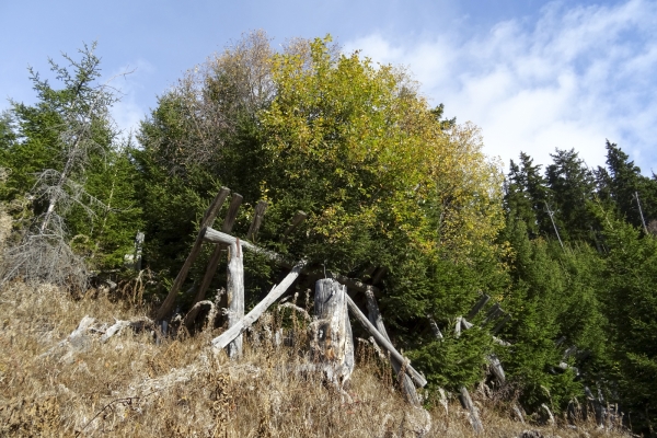 Surfaces d’arbres déracinés dans la Surselva