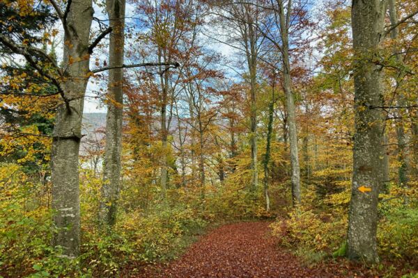 Durch die Twannbachschlucht am Bielersee