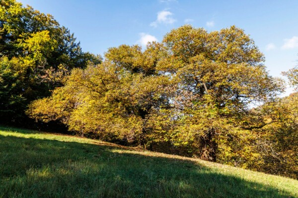 Durch die Kastanienselven im Chablais