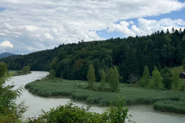 Diverses nuances de vert au bord de l’Aar