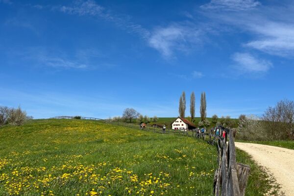 Soleggiata escursione primaverile attraverso la distesa di ciliegi della Fricktal
