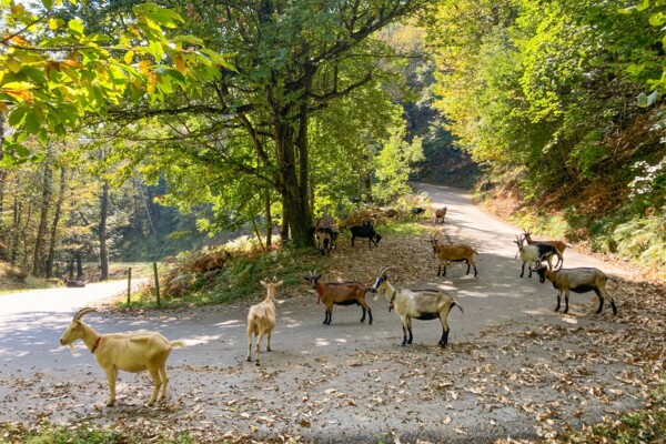 Roches moutonnées dans le sud du Tessin