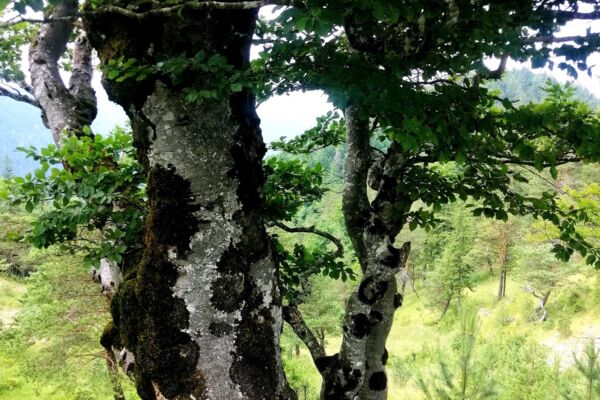 Mont Sujet