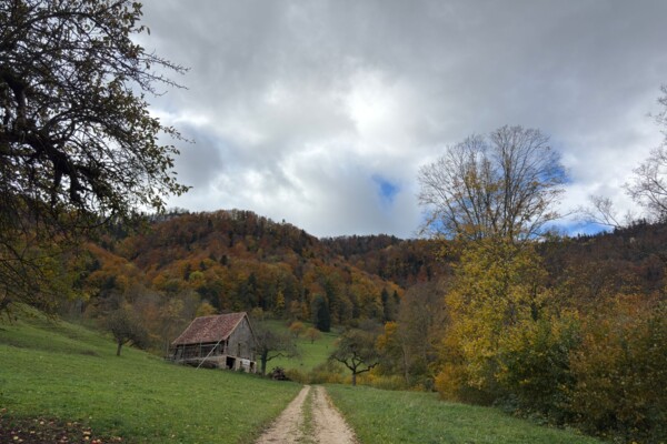 Sur la crête du Fringeliberg