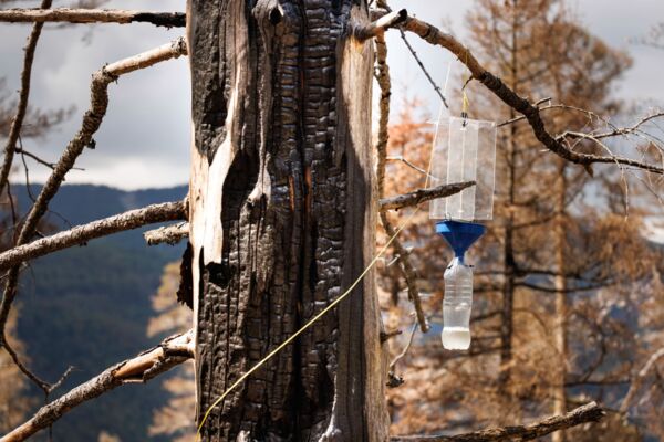 À la découverte des coléoptères au-dessus de Welschenrohr