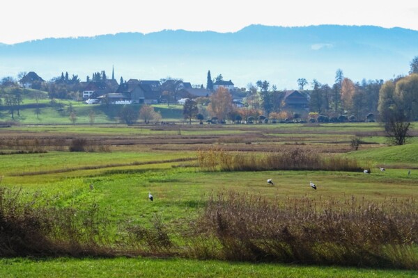 Vom idyllischen Toteissee zum Zürichsee