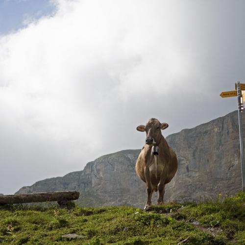 Symbole de vaches allaitantes