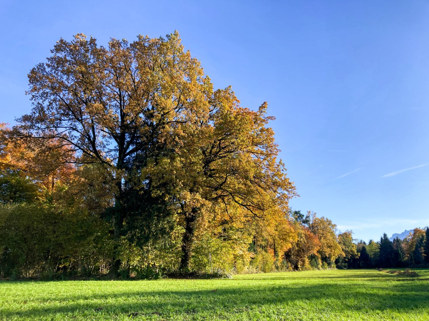 Un feuillage automnal décore les arbres.