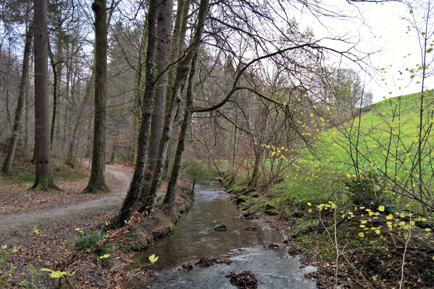 Le ruisseau Gäbelbach s’écoule en toute liberté dans son lit non aménagé, à proximité du quartier bernois de Brünnen. Photo: Andreas Staeger