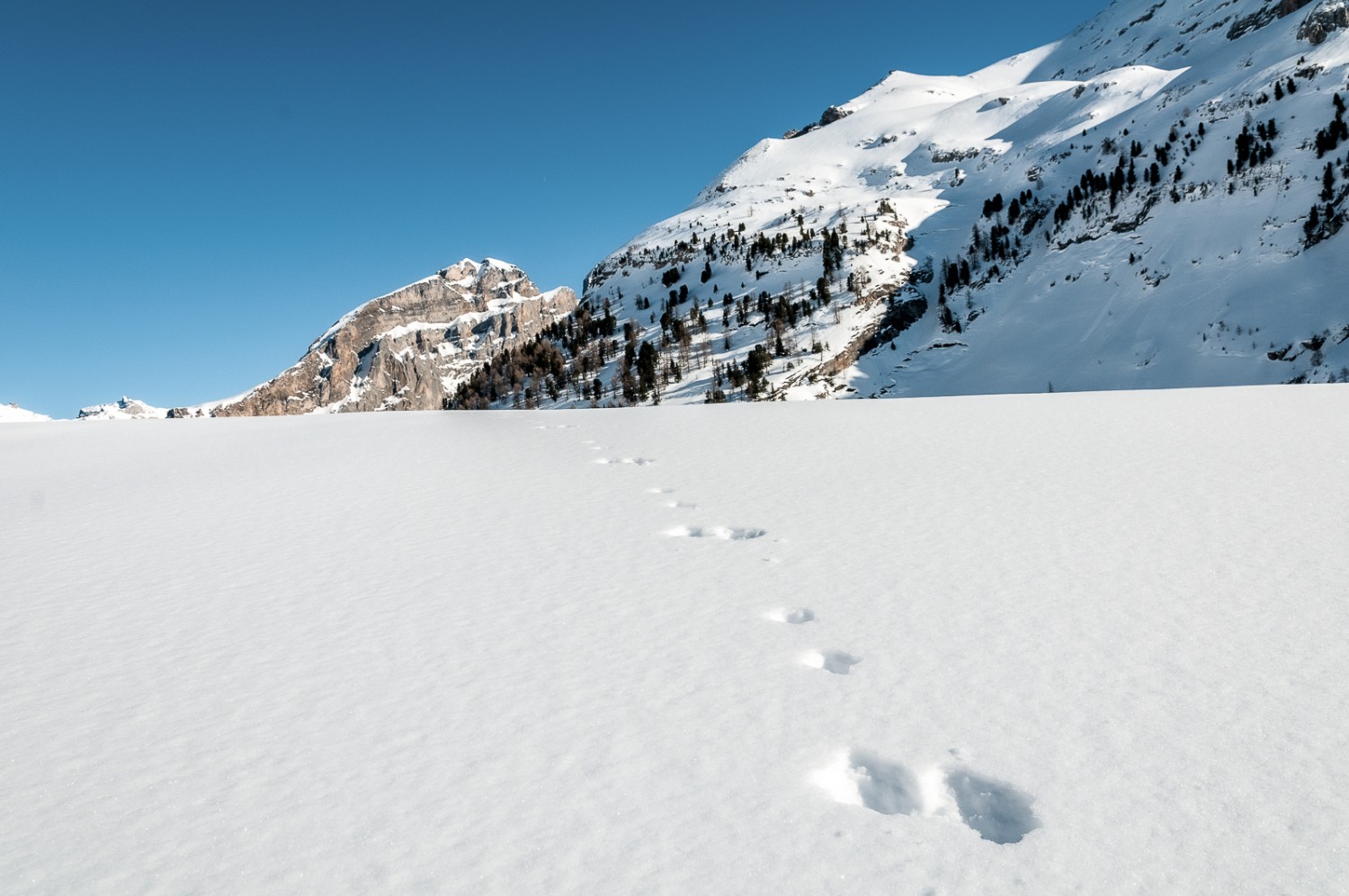 Un lapin a laissé sa trace devant le sommet Unter Tatelishorn. Photo: Fredy Joss