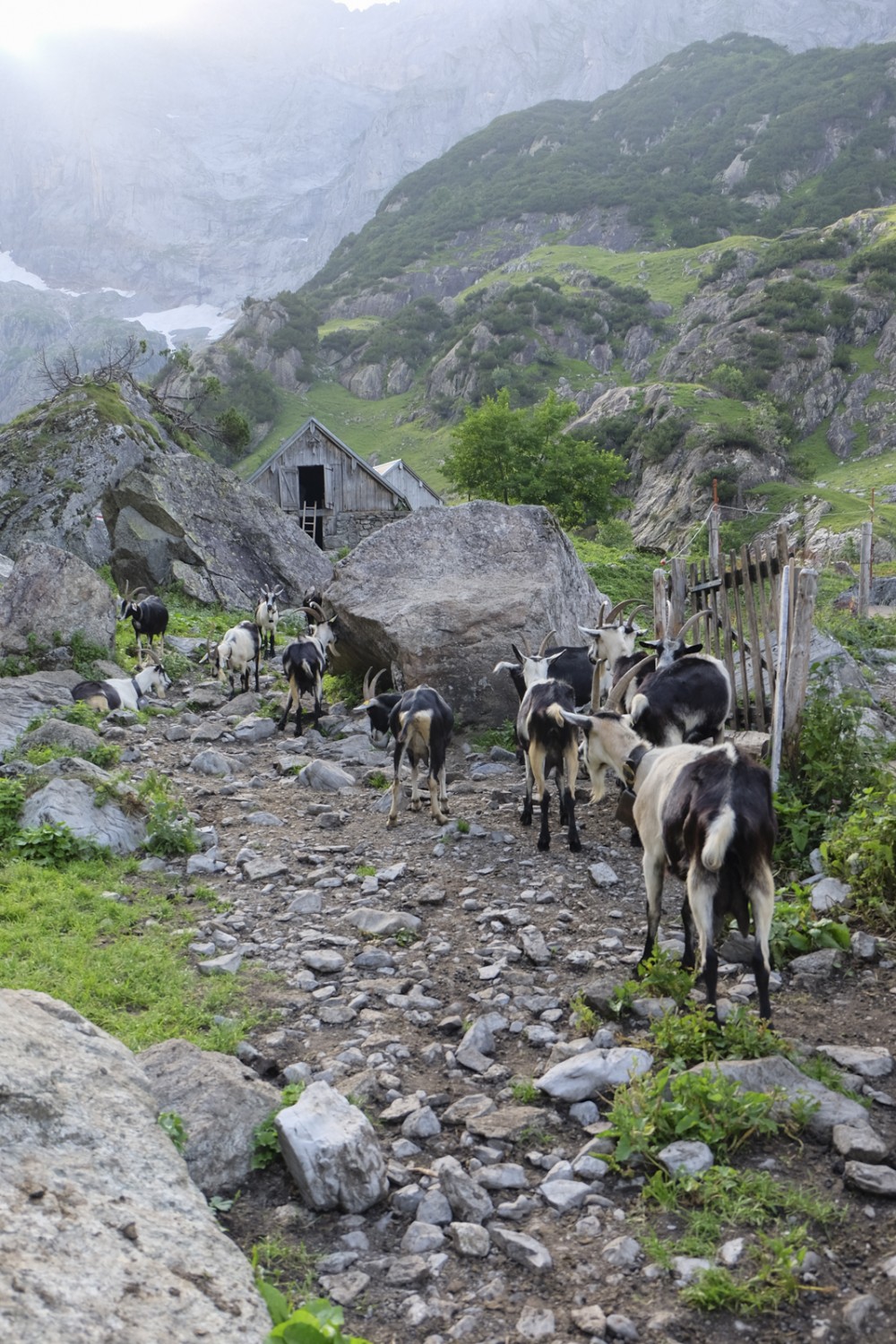 La randonnée mène à l’alpe Chüeplangge où paissent des chèvres. Photo: Elsbeth Flüeler